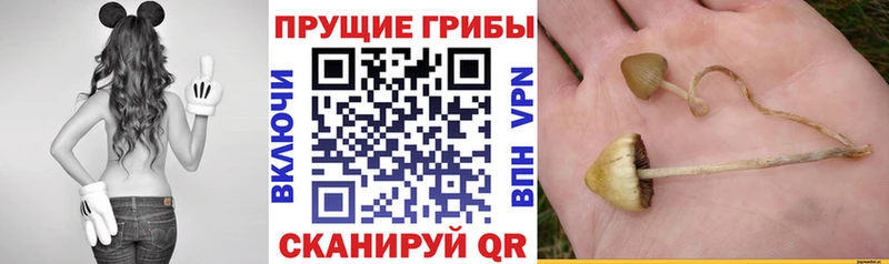 Псилоцибиновые грибы Magic Shrooms  KRAKEN зеркало  Лермонтов 